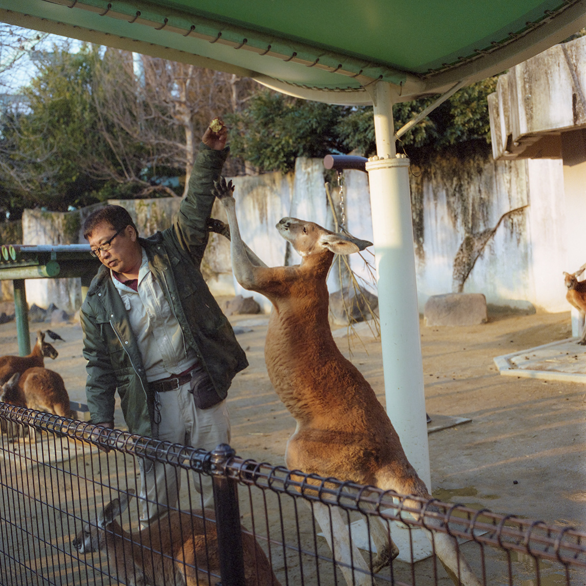 zoo animal cage japan gloabal Global color photo
