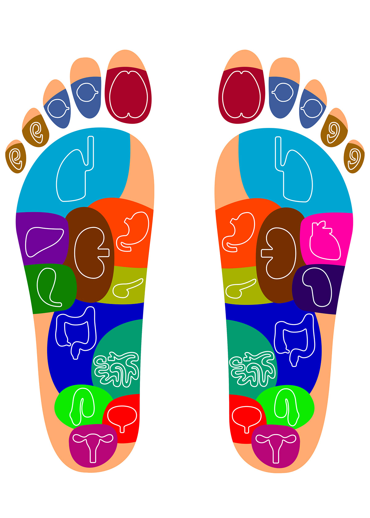 reflexology bodily organs Human Body reflexes map acupuncture feet