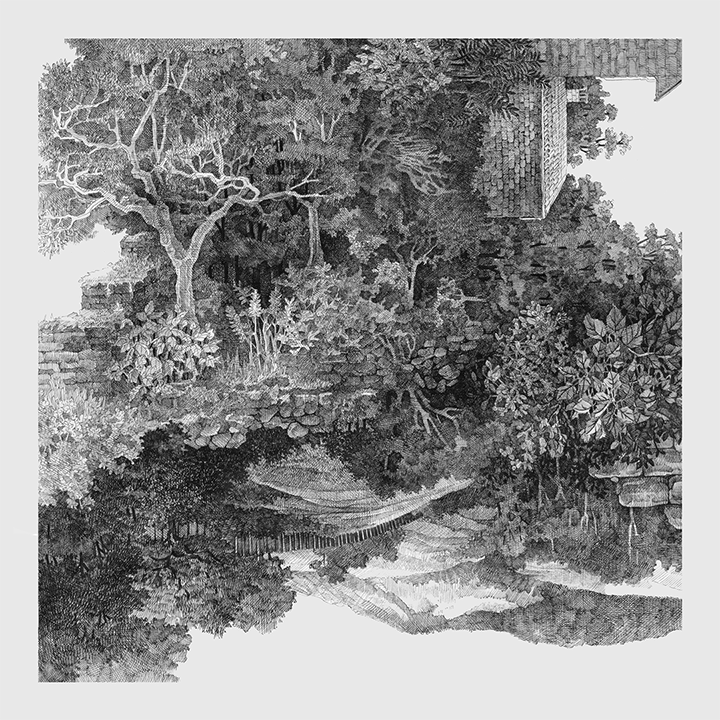 micron pen countryside chameleon cross hatching Drawing 