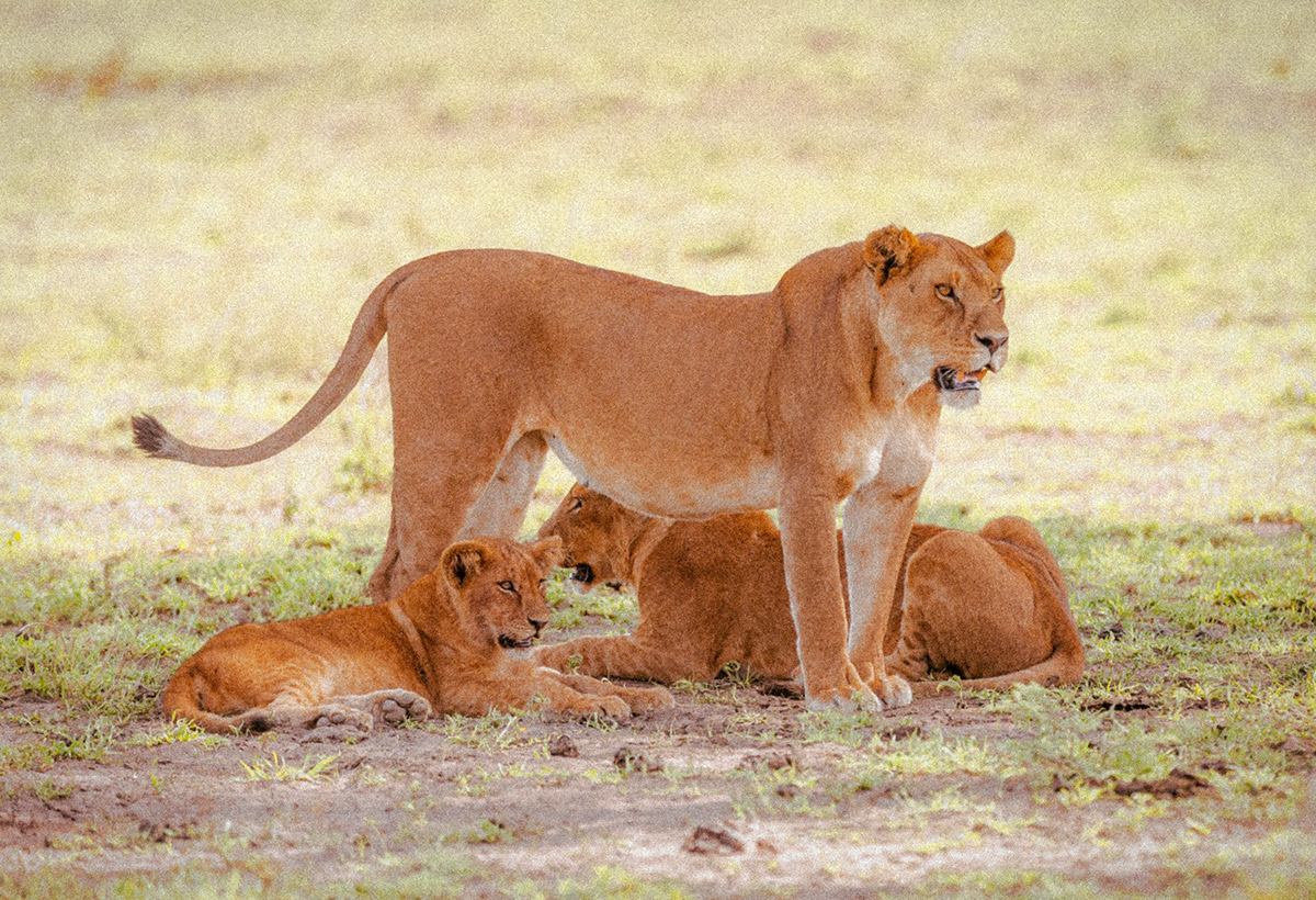Tanzania Photography  Nature Travel Serengeti National Park africa massai animals Lake Natron Ngorongoro