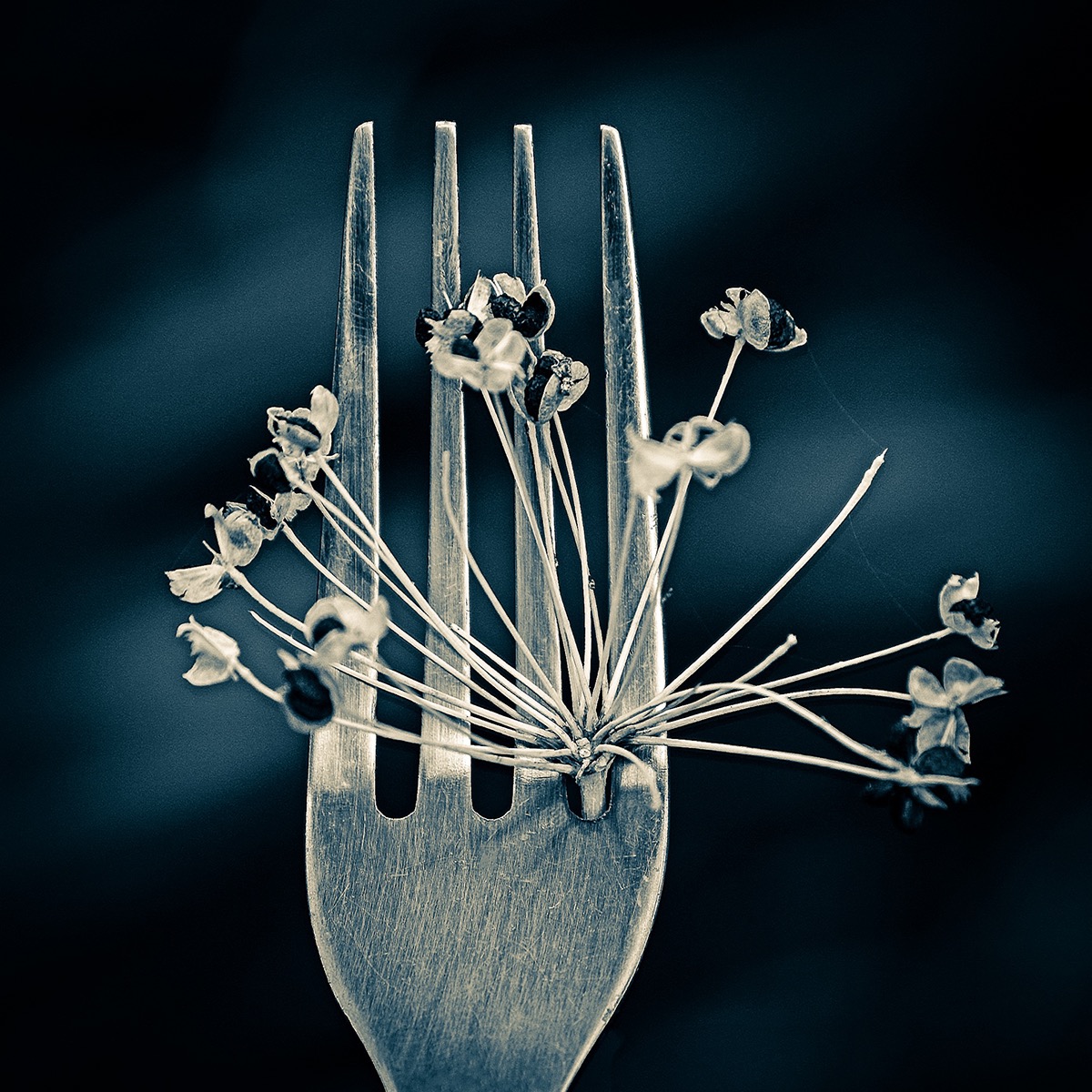 cutlery fork knives knife forks spoon spoons closeup macro