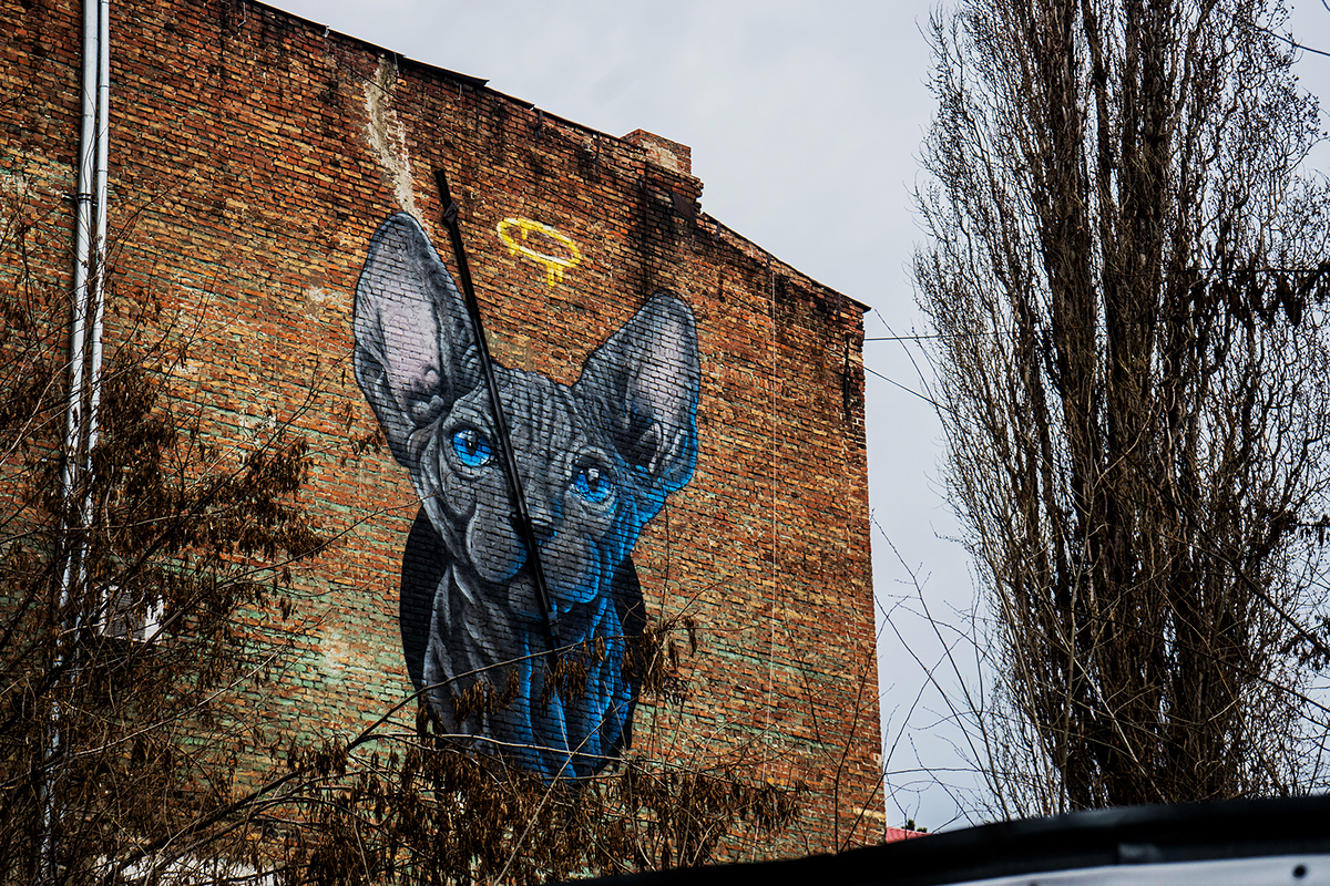 zdesroy Mural art wall walls paint color Cat sphynx house build streetart artist ukraine dnepr