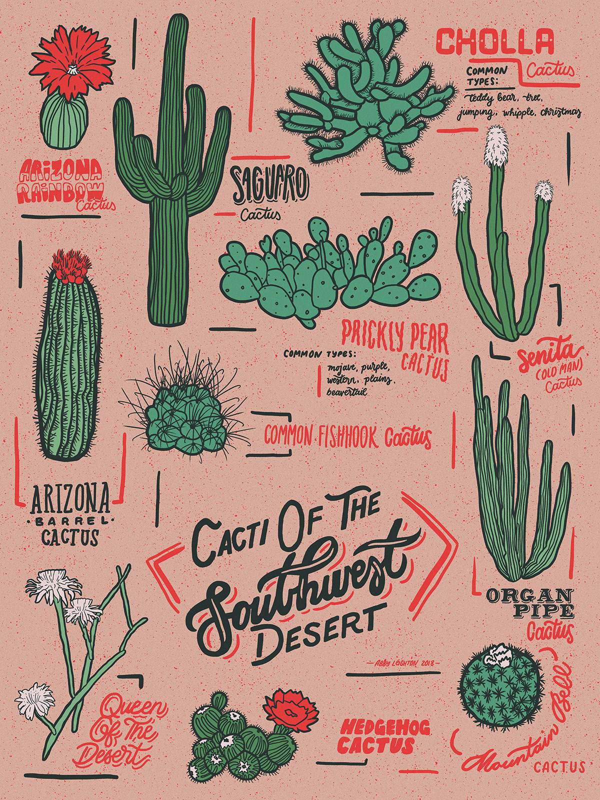 Cacti Of The Southwest. 