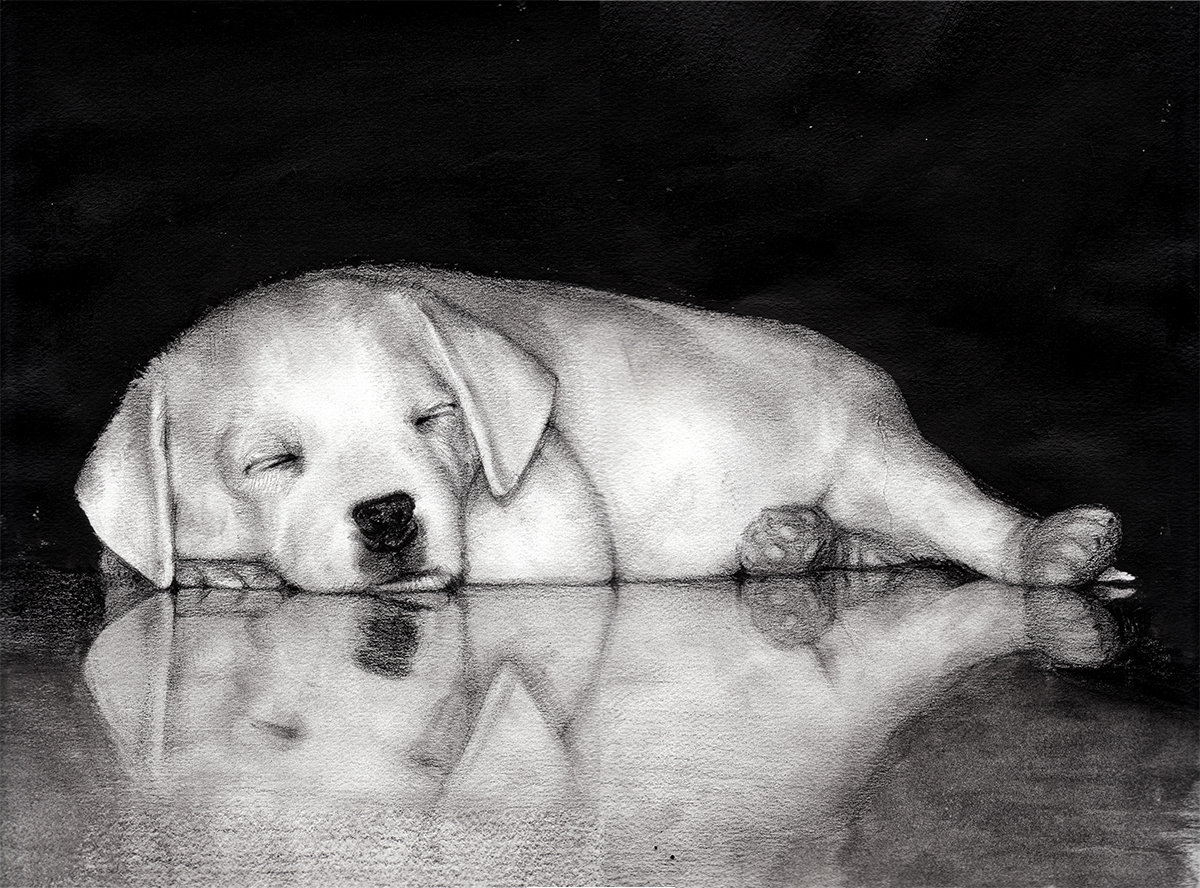 dog portrait black White reflection nikos tsounakas animal anatomy