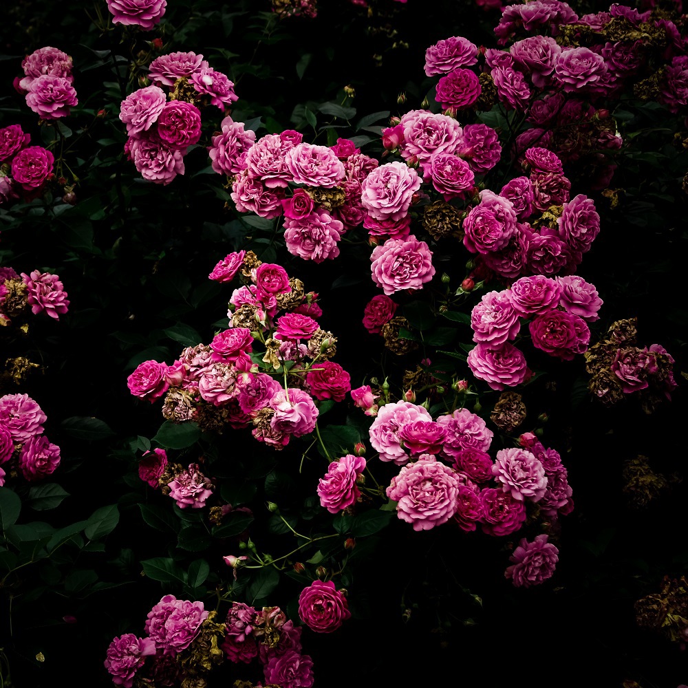 flower black rose dark bloom stylish blossom garden Beautiful