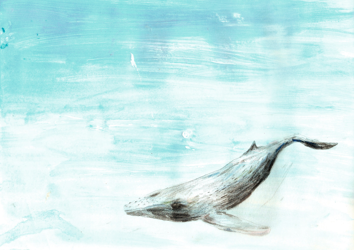 sea Whale blue pencil ink Shackleton