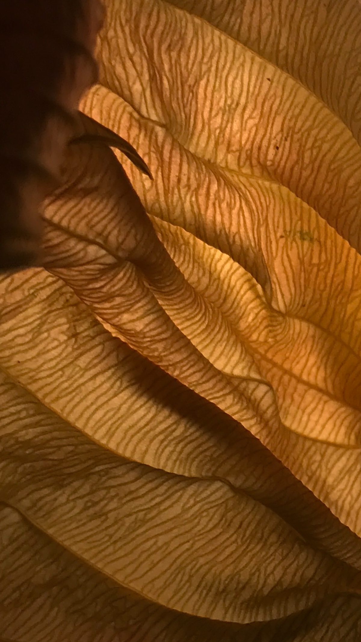 golden leaves close-up macro