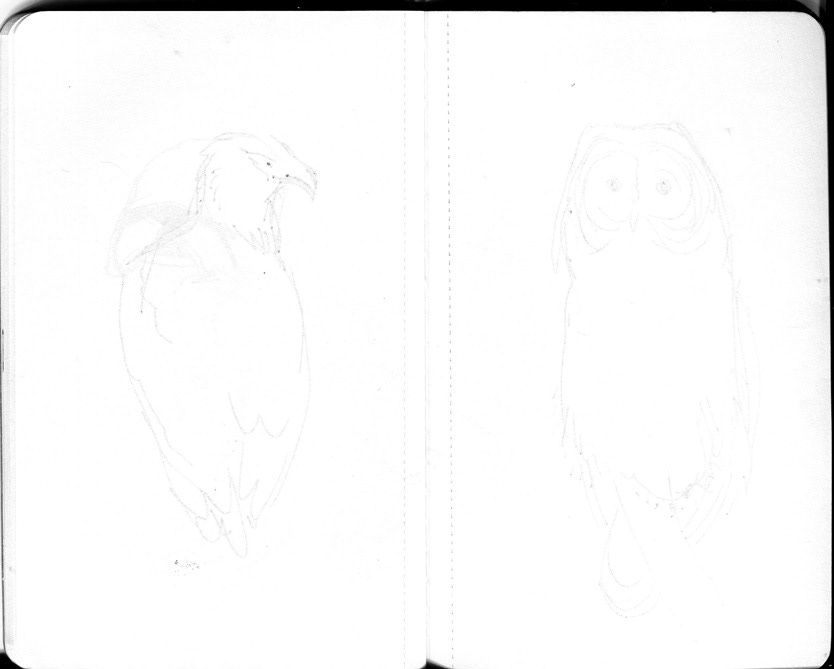 louise hubbard Illustrator birds eagles owl Meerkats wolf EMU birds of pray drawings pen moleskine exotic birds Flying wings