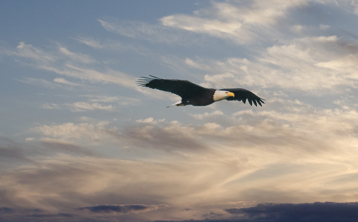 eagle volcano birds flight light sand hill crane canadian geese