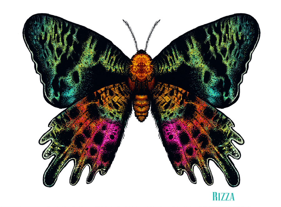 ink moth bug insect butteflies scientific illustration biology endomology digital angela rizza animal Nature