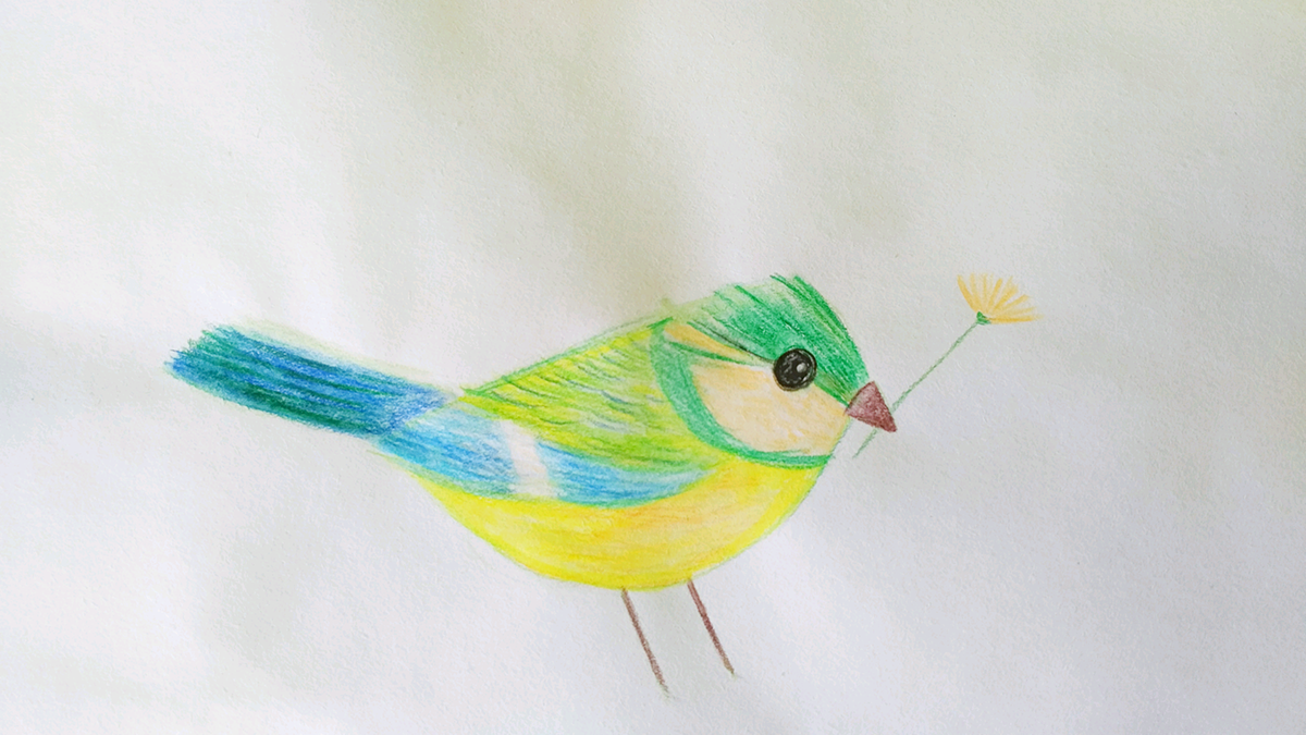 bird color pencil sketch flower spring ILLUSTRATION 