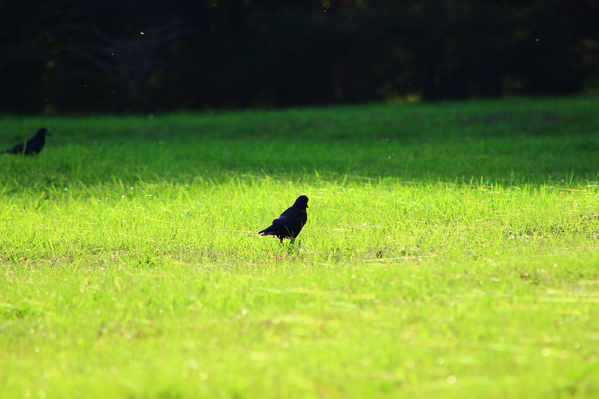 bird birds raven ravens crow crows magpie Magpies Web SILK green Sun chisinau mazepa Fall