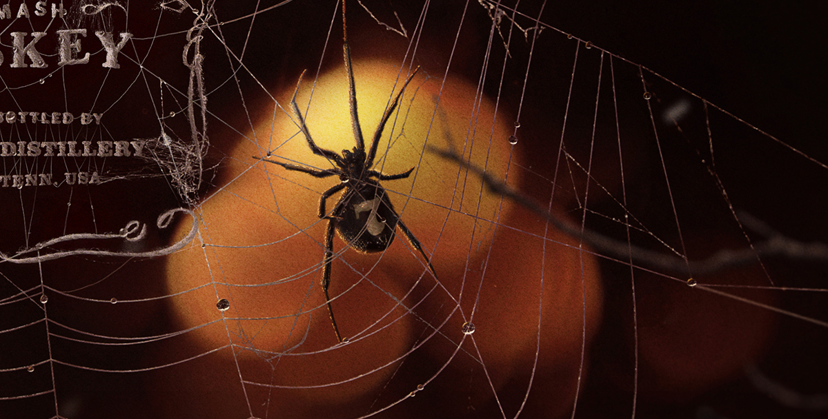 jack daniels alcohol bottle design key visual ILLUSTRATION  spider spider's web