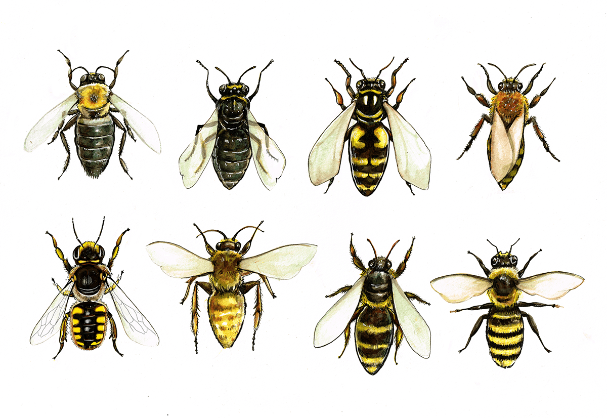 bee honeybee honeycomb hive watercolour ILLUSTRATION  honey bees bryony mellett watercolor