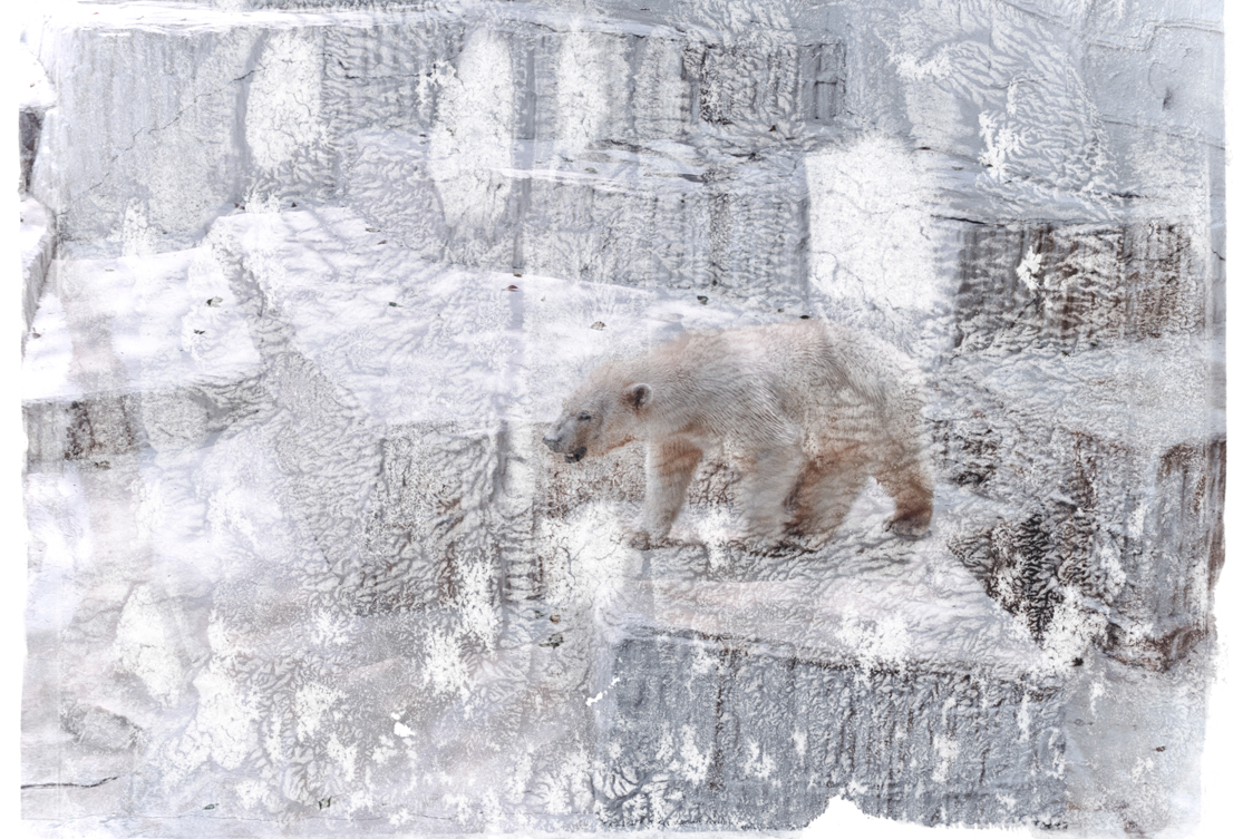 Polar Bear zoo Nikon 35mm decalcomania watercolor
