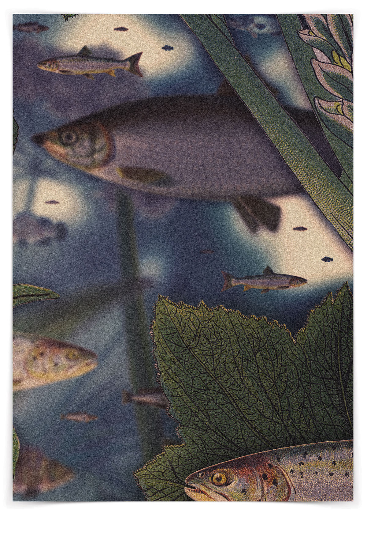 borutta MACHALSKI ASP poster fish water old illustration Exhibition Poster