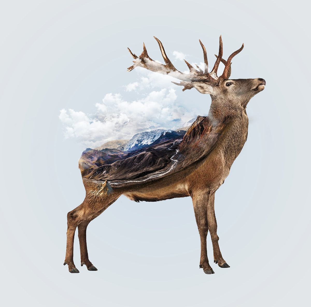 Graphic Design Photography ILLUSTRATION  Double Exposure Deer adobe photoshob manipulation abstract painting action Beautiful best combine