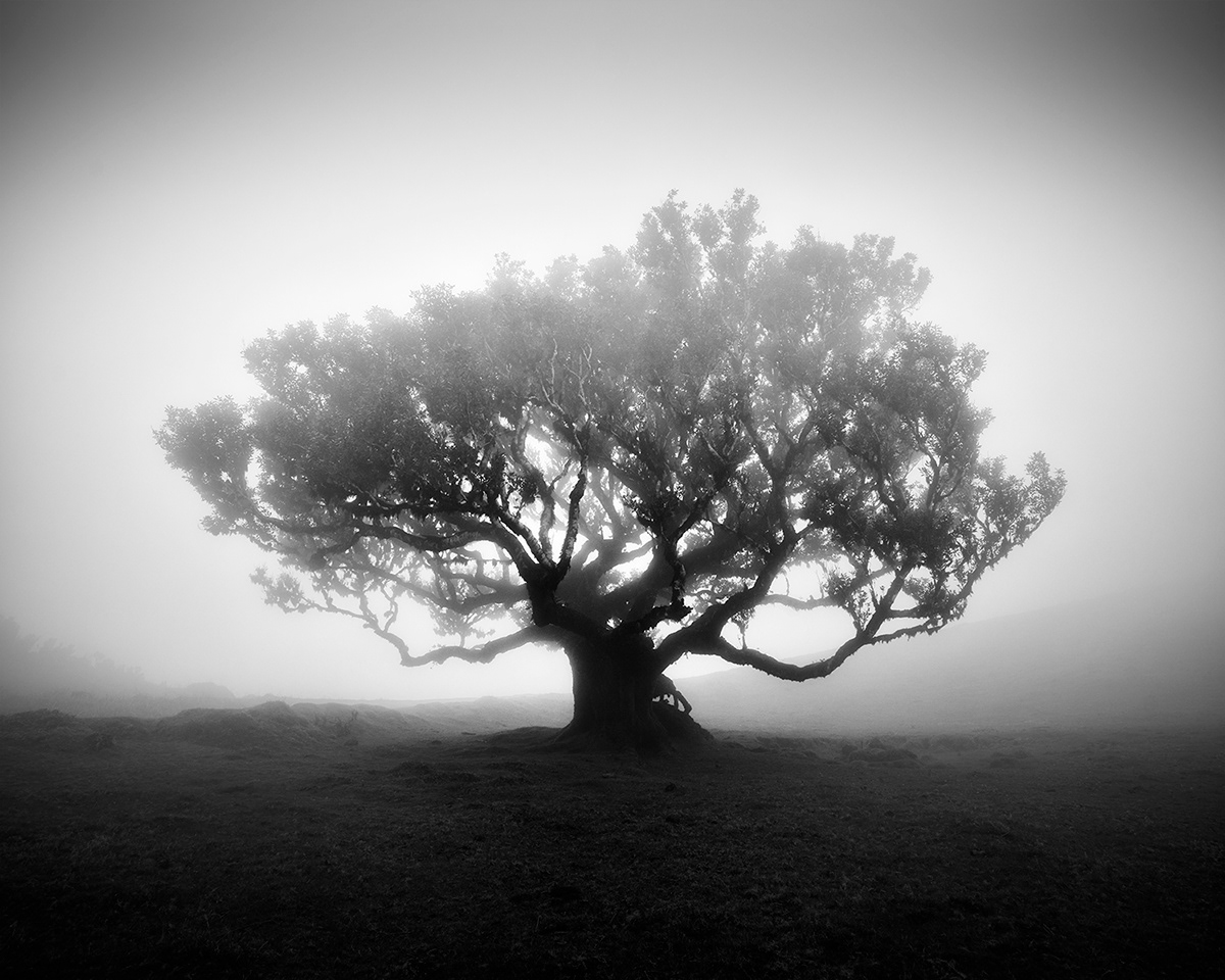 fanal Madeira landscape photography fog mist minimal Minimalism Landscape Tree 