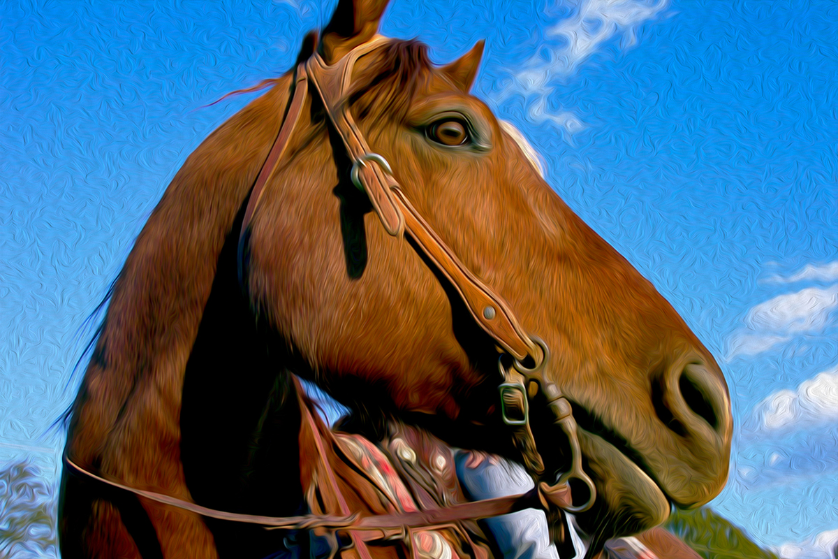 animal photography dancers bel air horses horse photograph Basset Hounds self portrait
