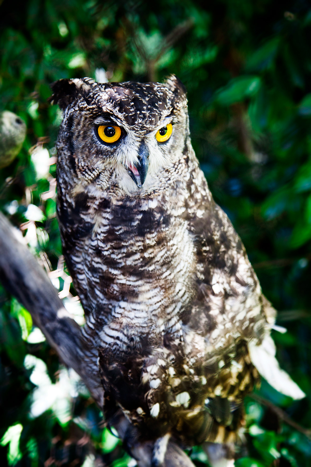 digital Nature birds owls fine art