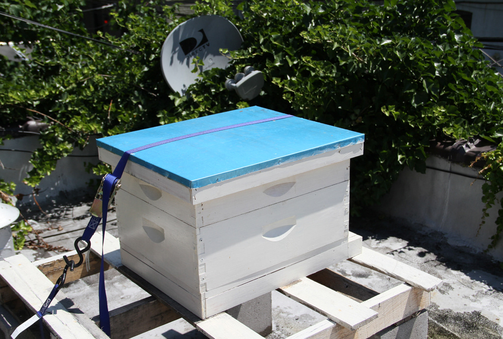 Urban beekeeping bee bees new york city tim o'neal kazumi terada parsons design and tech Sound and Vision