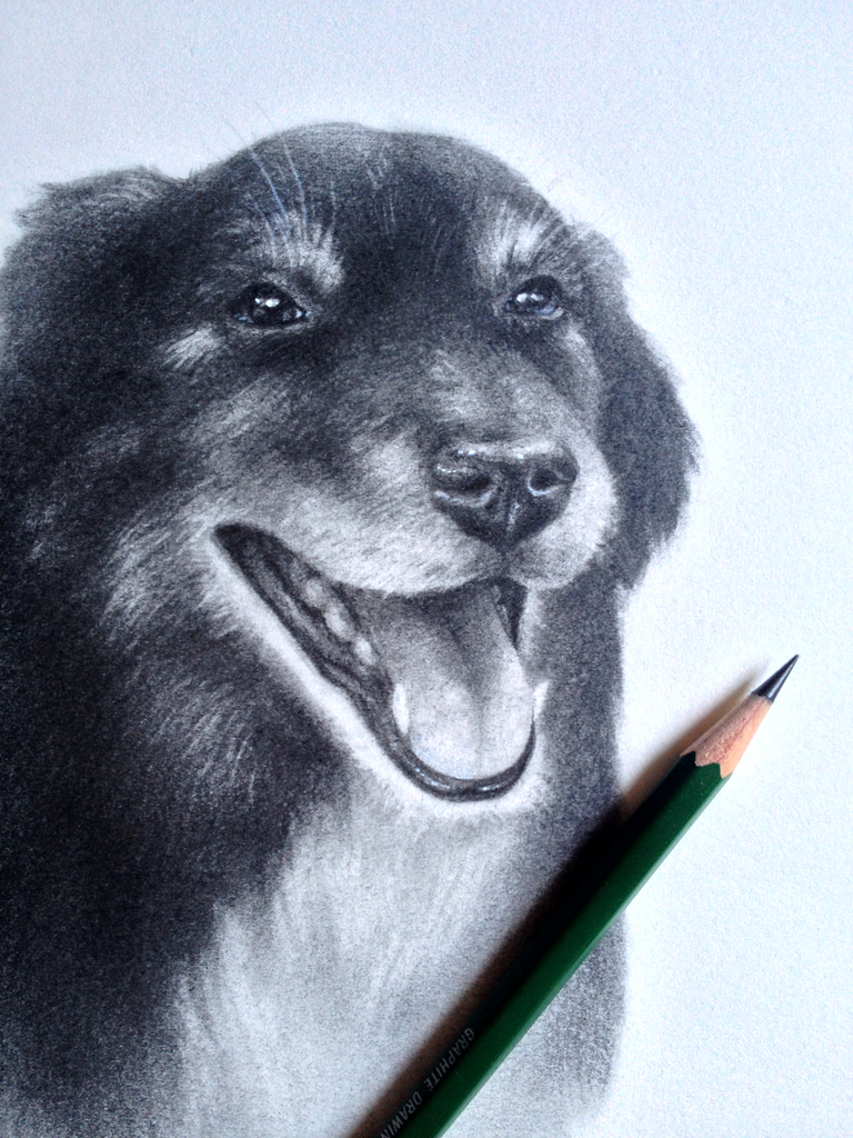 dog portrait Pet Portrait graphite Shepherd