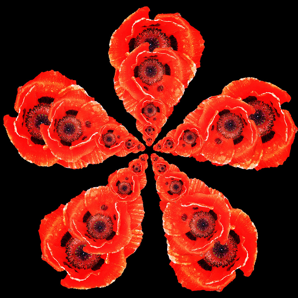 flower colours montage Merge maths 3.14 Fibonacci