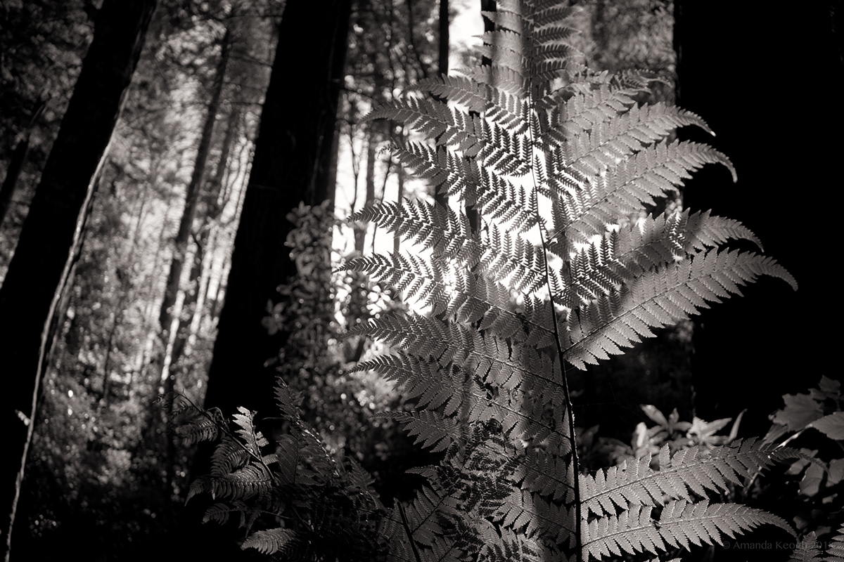 Equinox Light & Shadow light darkness forest Harmony Photogaphy black & white balance monochrome