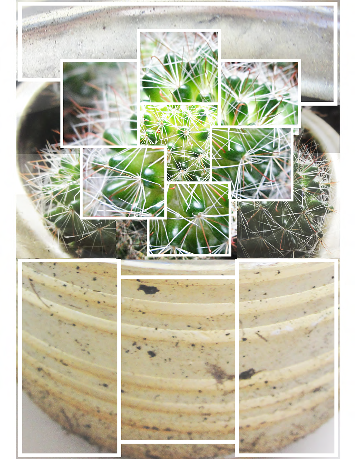 cactus exploration Experimentation texture