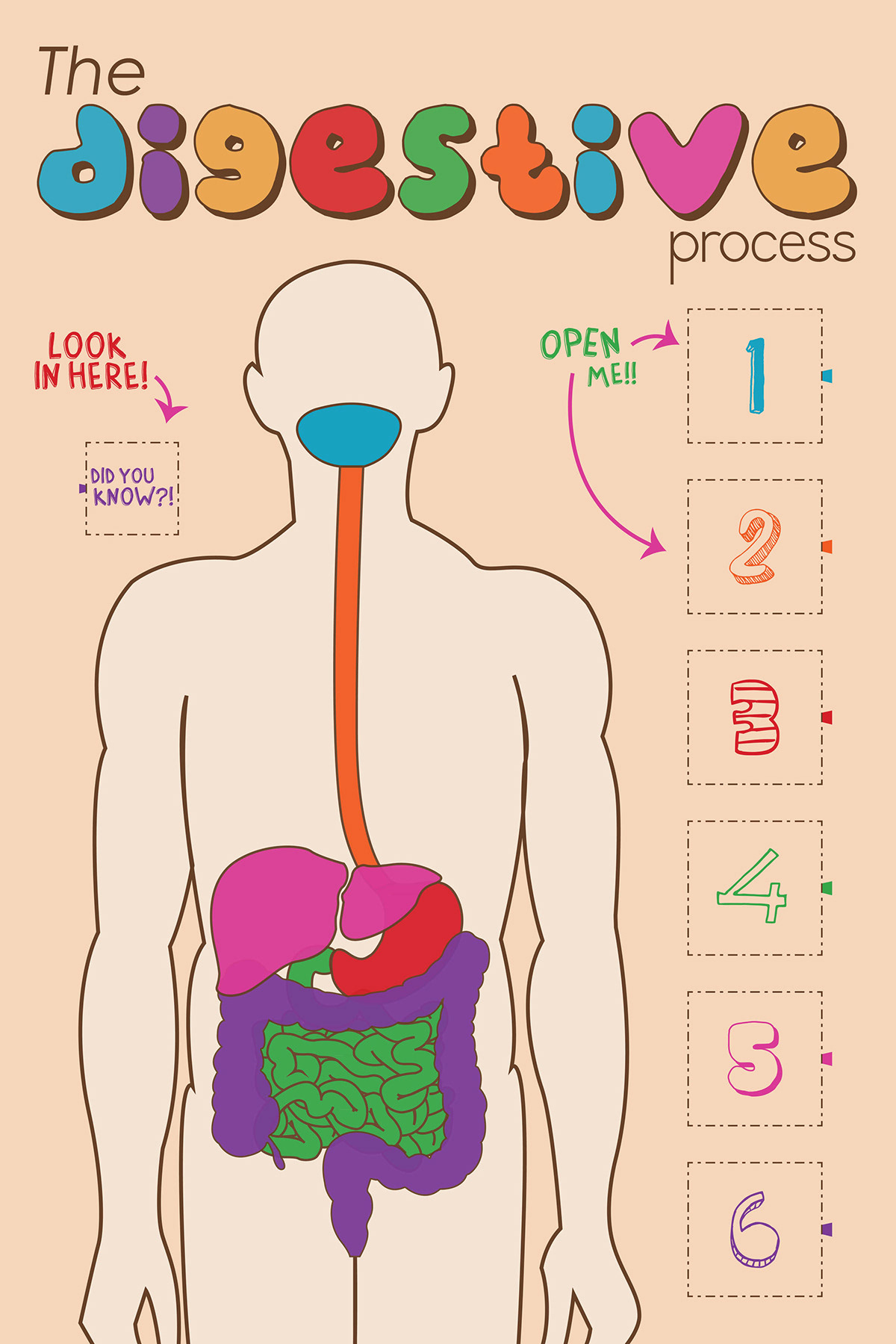 Digestive System digestion kids poster teaching learning