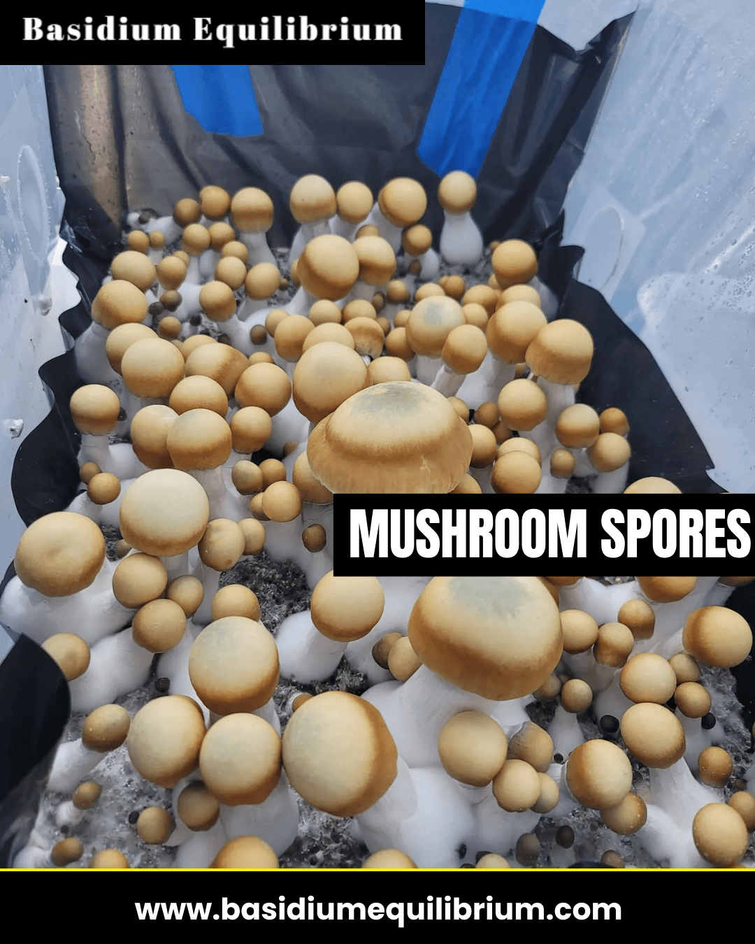 Basidium Mushroom Spore Spore Coop