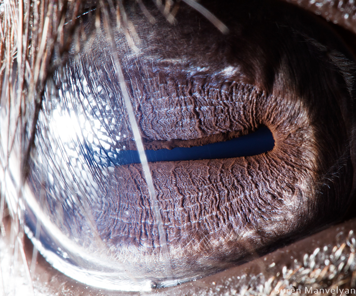 eye eyes macro close-up rabbit caiman dog husky animal iris PUPIL Eyelashes lashes eyeball