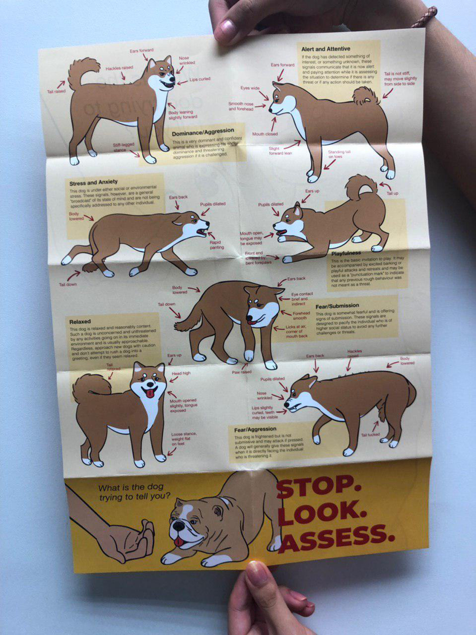 access animal Behavior brochure dog look poster shiba stickers stop
