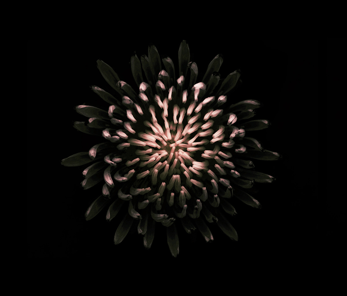 flower Flowers dandelion Dandelions Nature colours colors dark macro digitalart