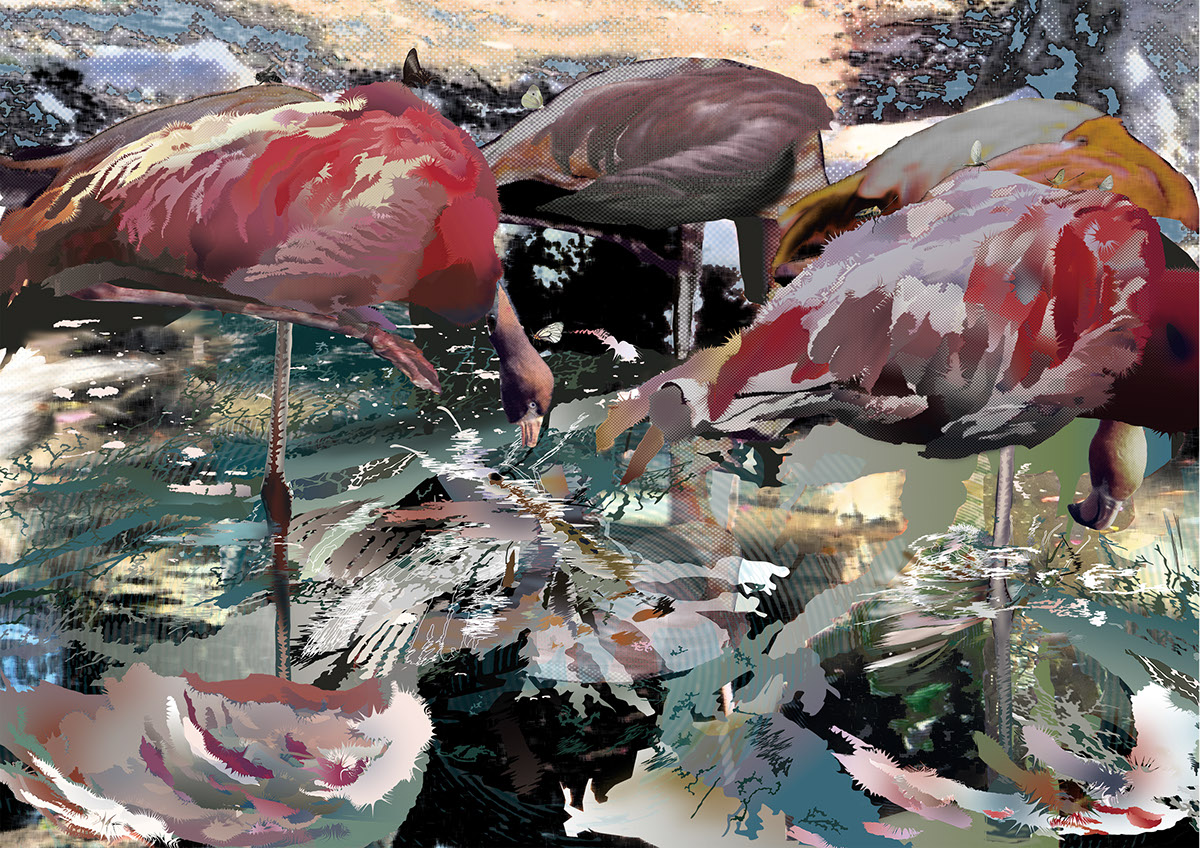 Adobe Photoshop adobe illustrator flamingo pond feather