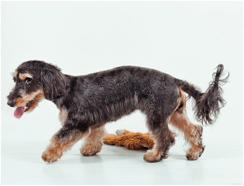 portrait photography Pet  dog Leica