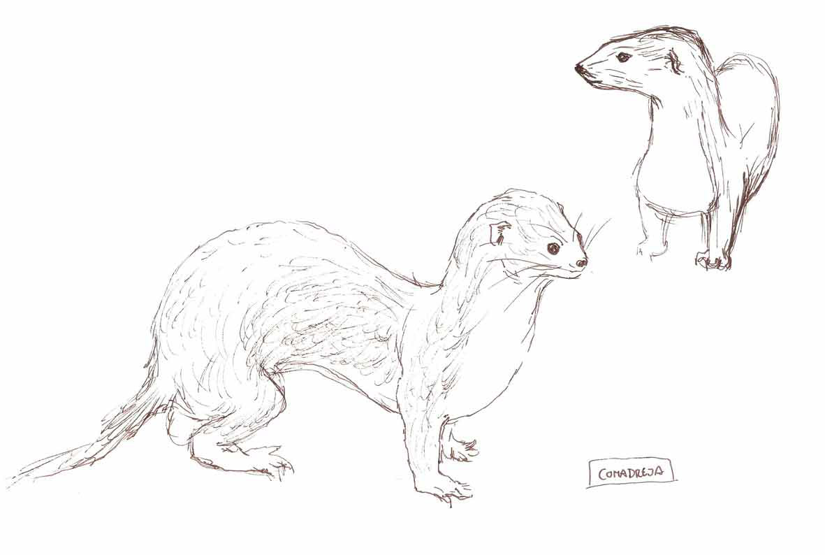 animals sketch