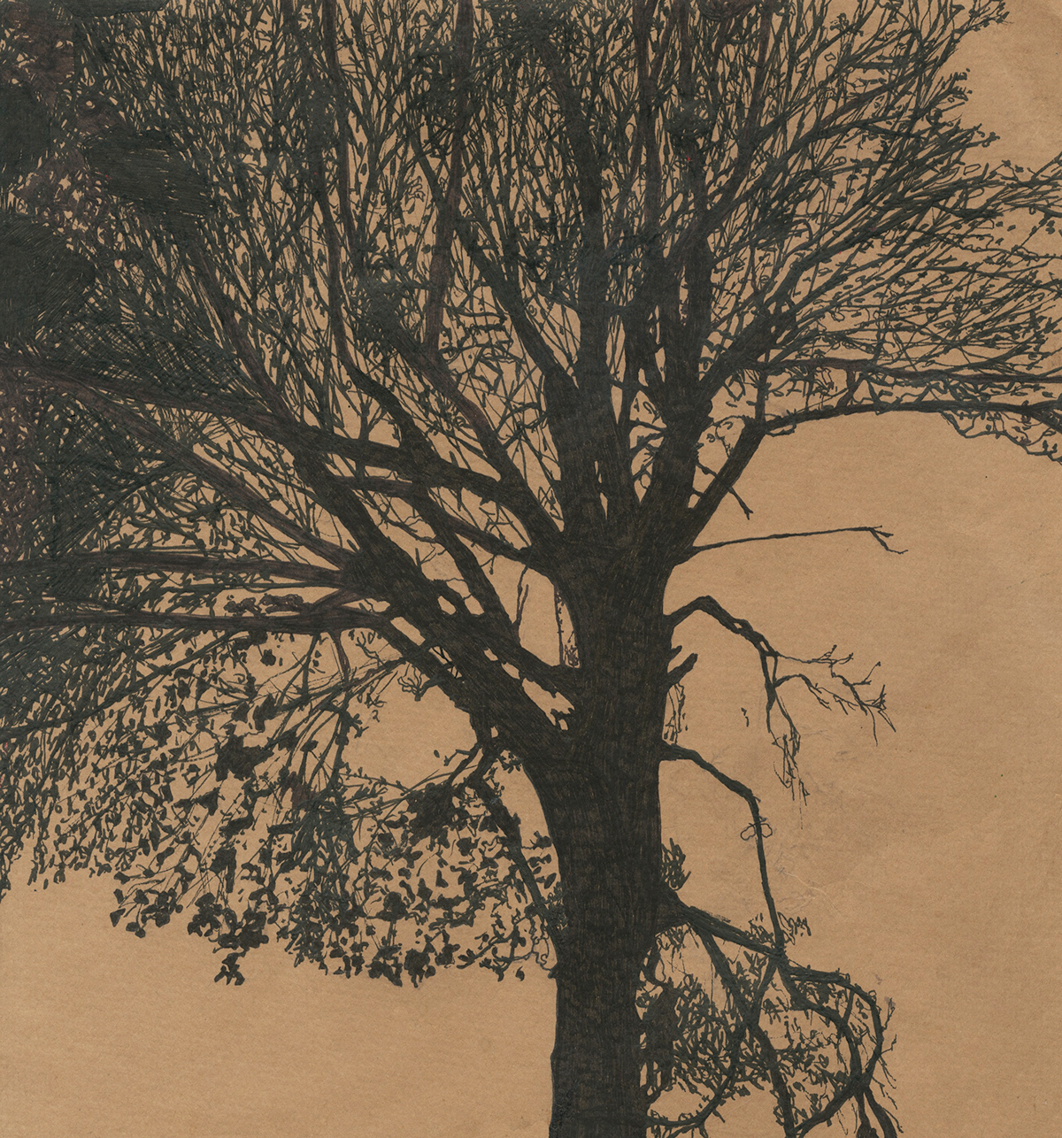 ILLUSTRATION  etching print trees Tree 