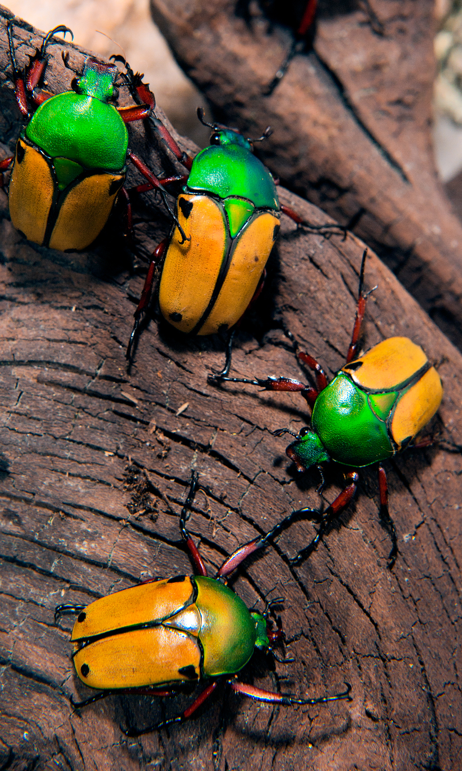 colorful Colourful  bugs Insects entomology entomología colore