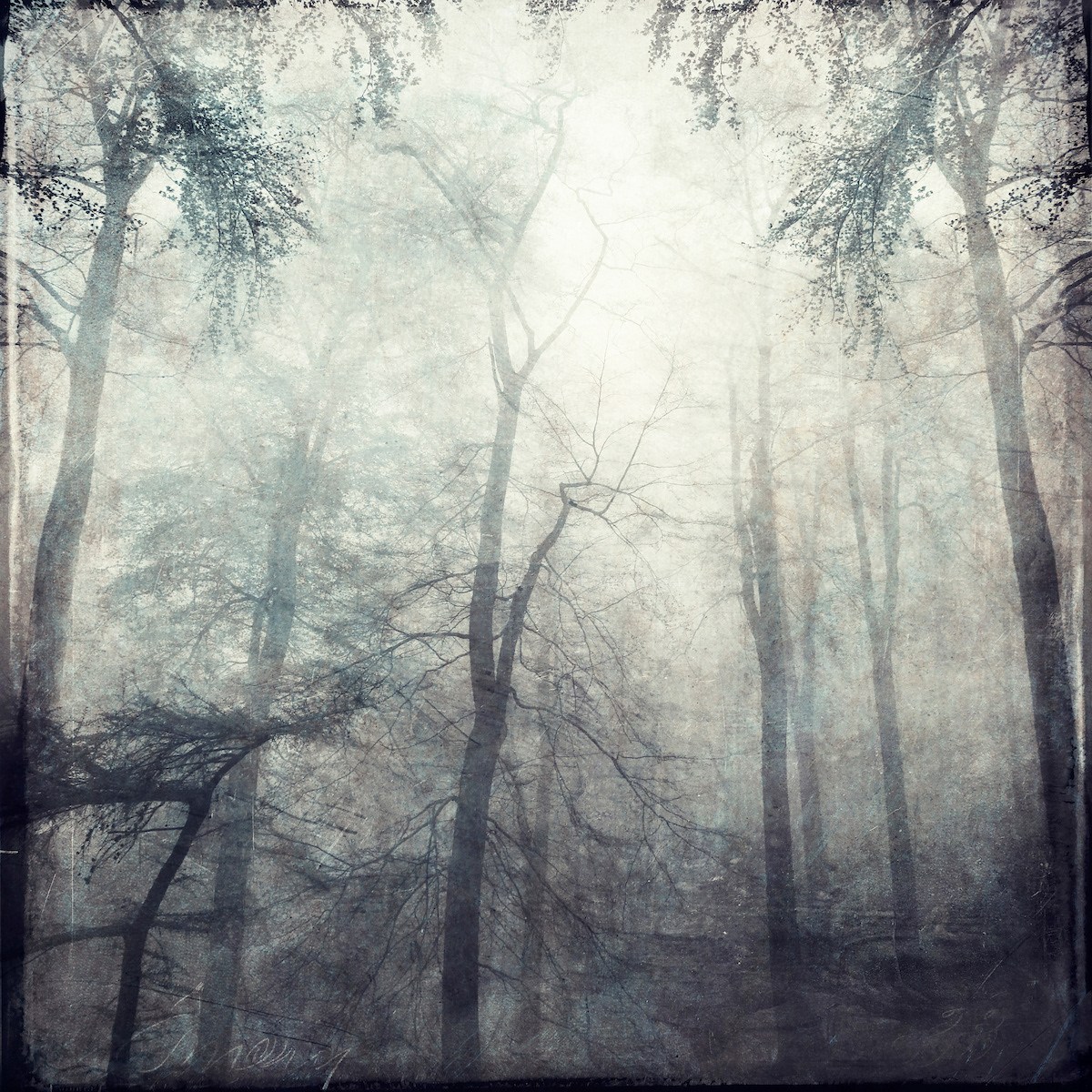 fog forest Landscape Moody Nature Silhouettes textured trees