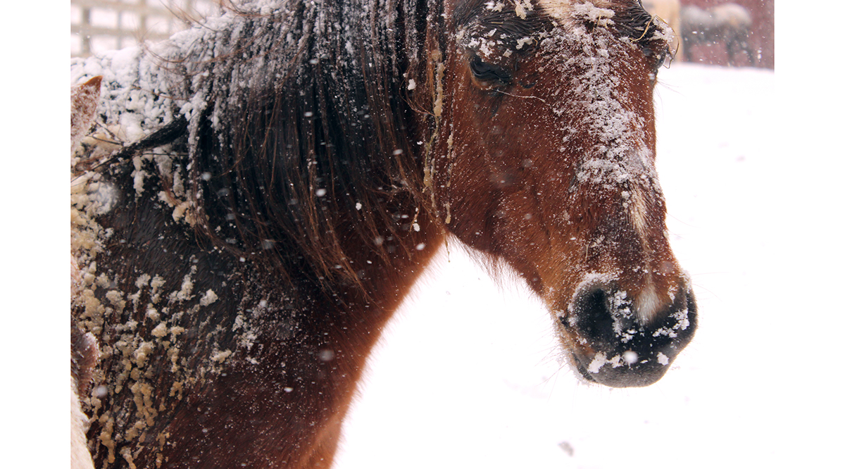 horse winter snow
