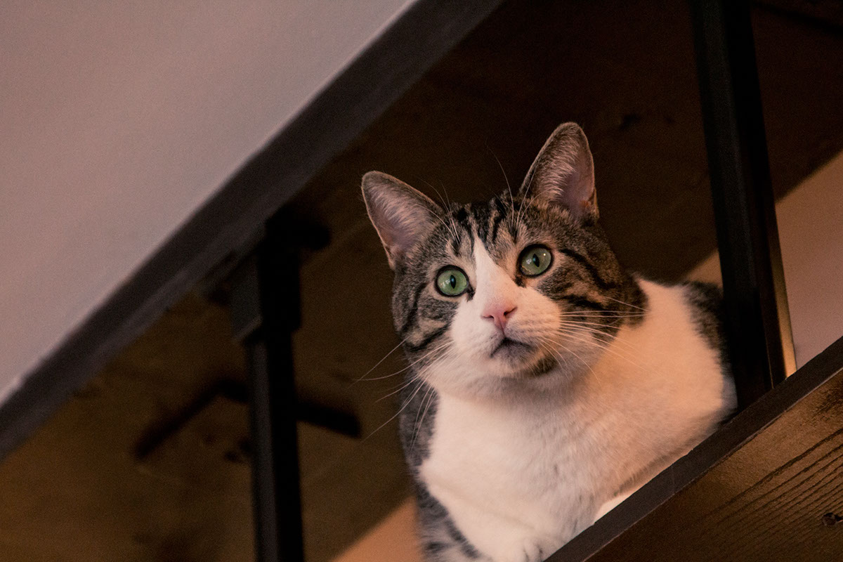 chats photo reportage Photoreportage cats Coffee bistro Montreal Montreal pictures Photography  cafe
