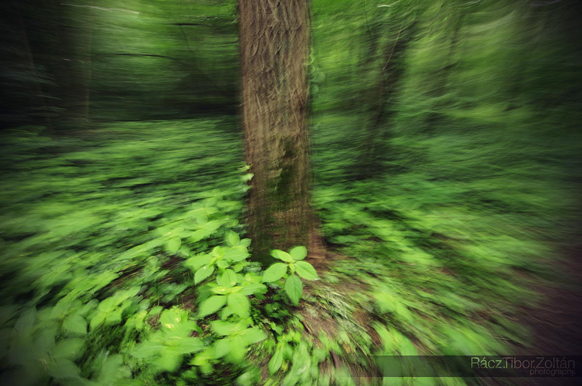 long exposure  green  forest