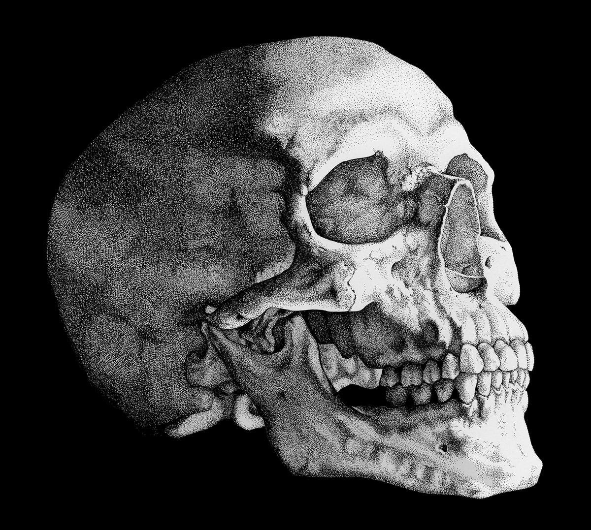 skull evolution Scientific American magazine scientific illustration pen and ink editorial