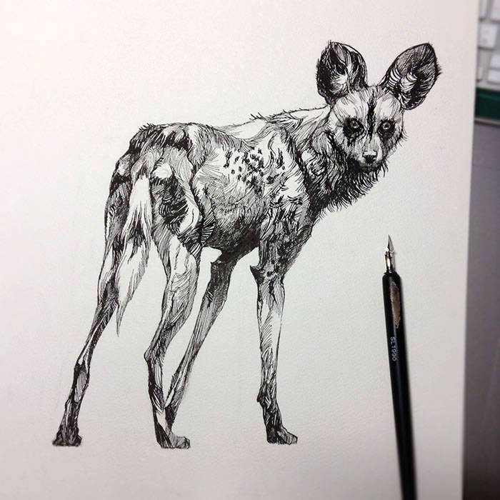 bird dog lycaon beta pen Drawing  ink watercolor