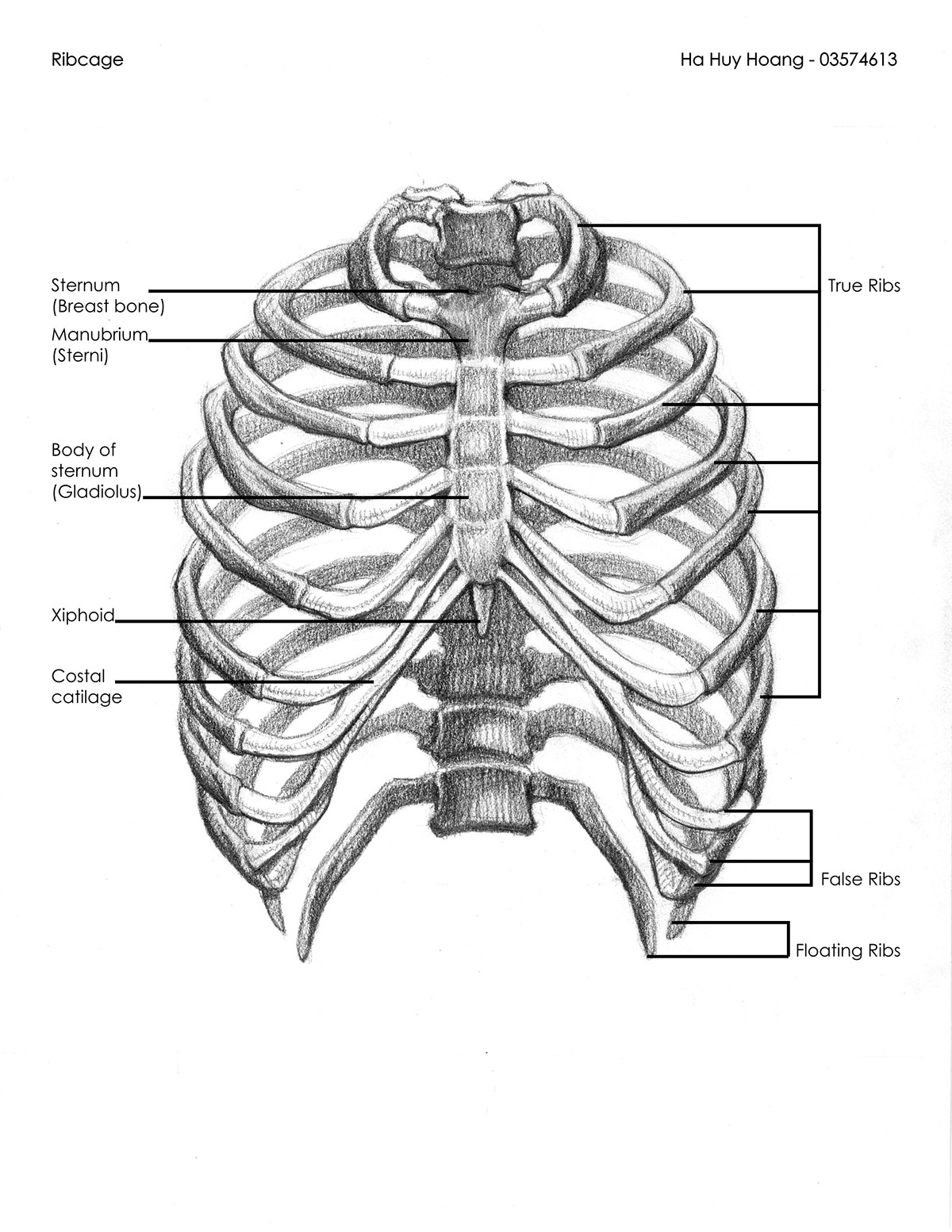 splendidriver hahuyhoang ha huy hoang anatomy anatomy drawings skull bones muscles study Education