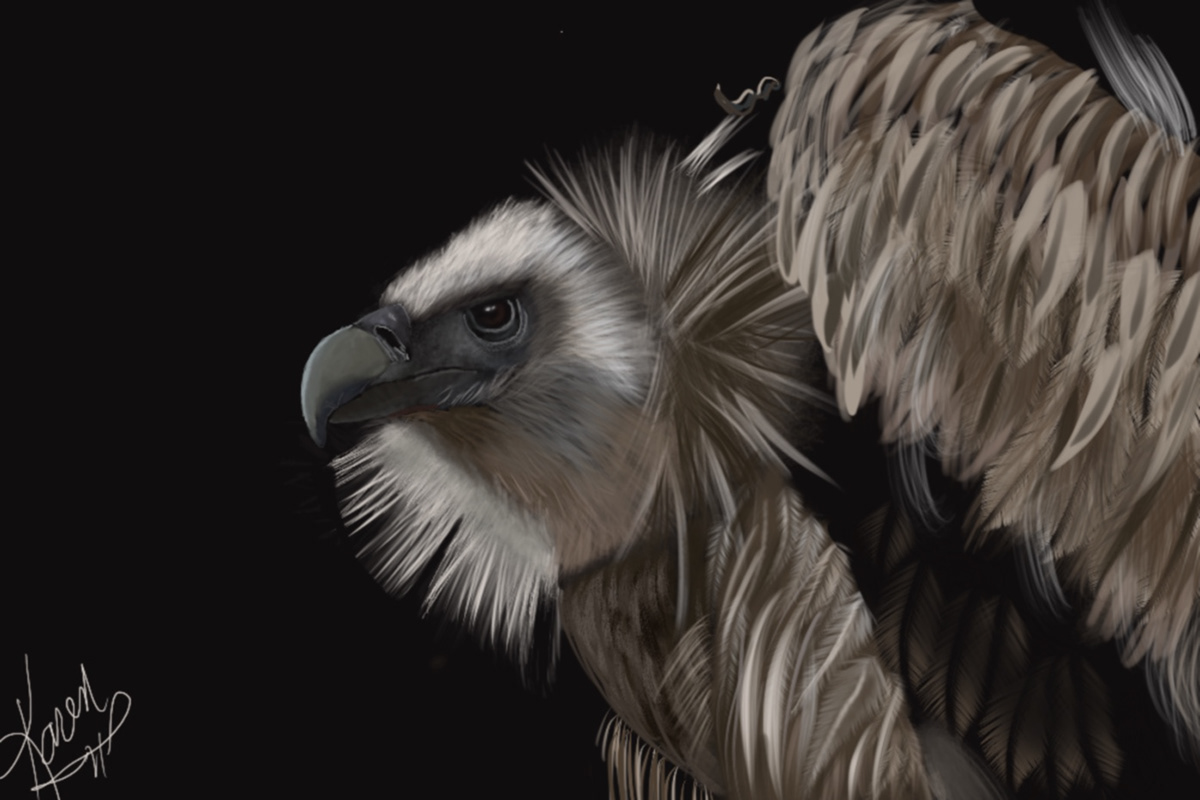 bird Digital Art  digital painting Drawing  ILLUSTRATION  portrait Scavenger vulture