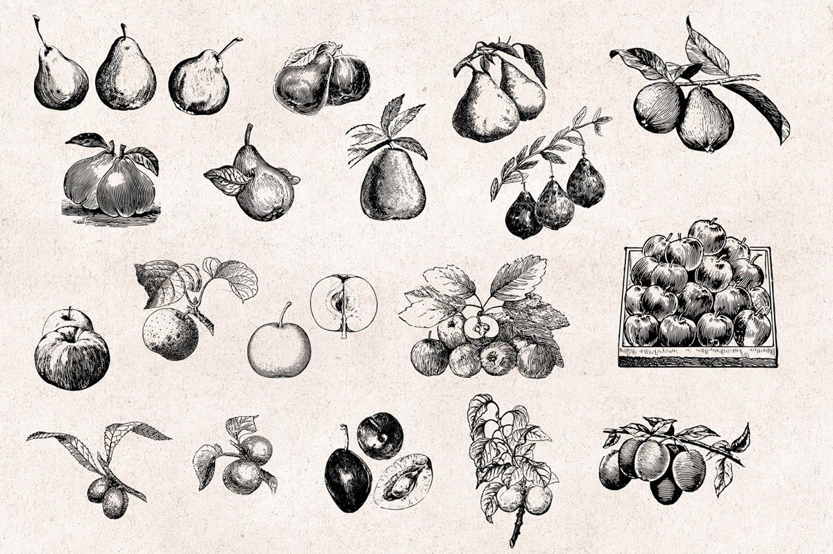 engraving Retro vintage decoupage scrapbooking clipart itching crosshatch fruits