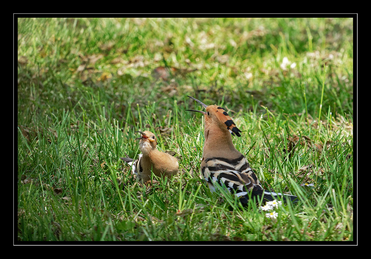 Huppes Huppes fasciées Isabelle Cros offrandes parades quercy animalier