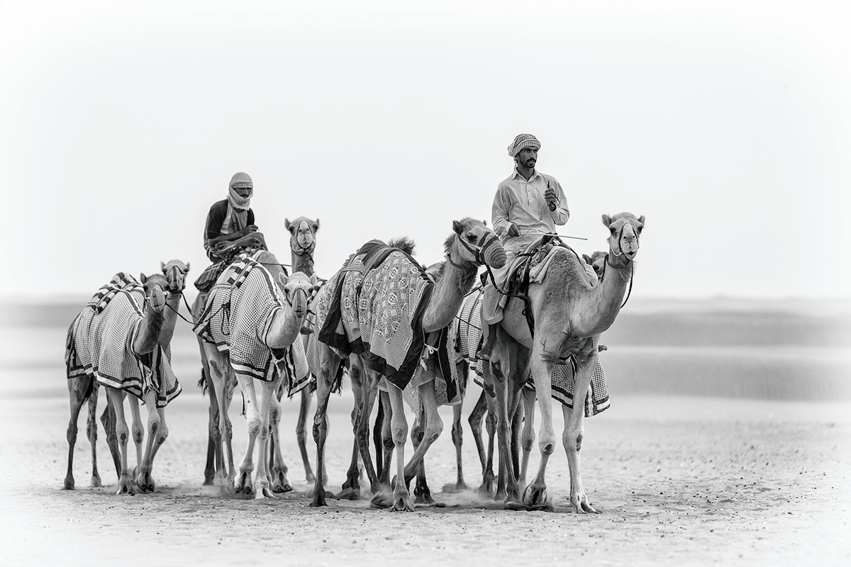 camels camel race wildlife dubai tradition Traditional Sports Arab arab culture UAE animal photography Endurance endurance racing desert black and white b&w monochrome